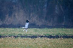 Kornweihe - Zum Vergroessern klicken!